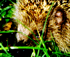 Igel