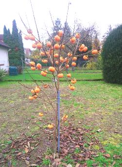 Khakibaum