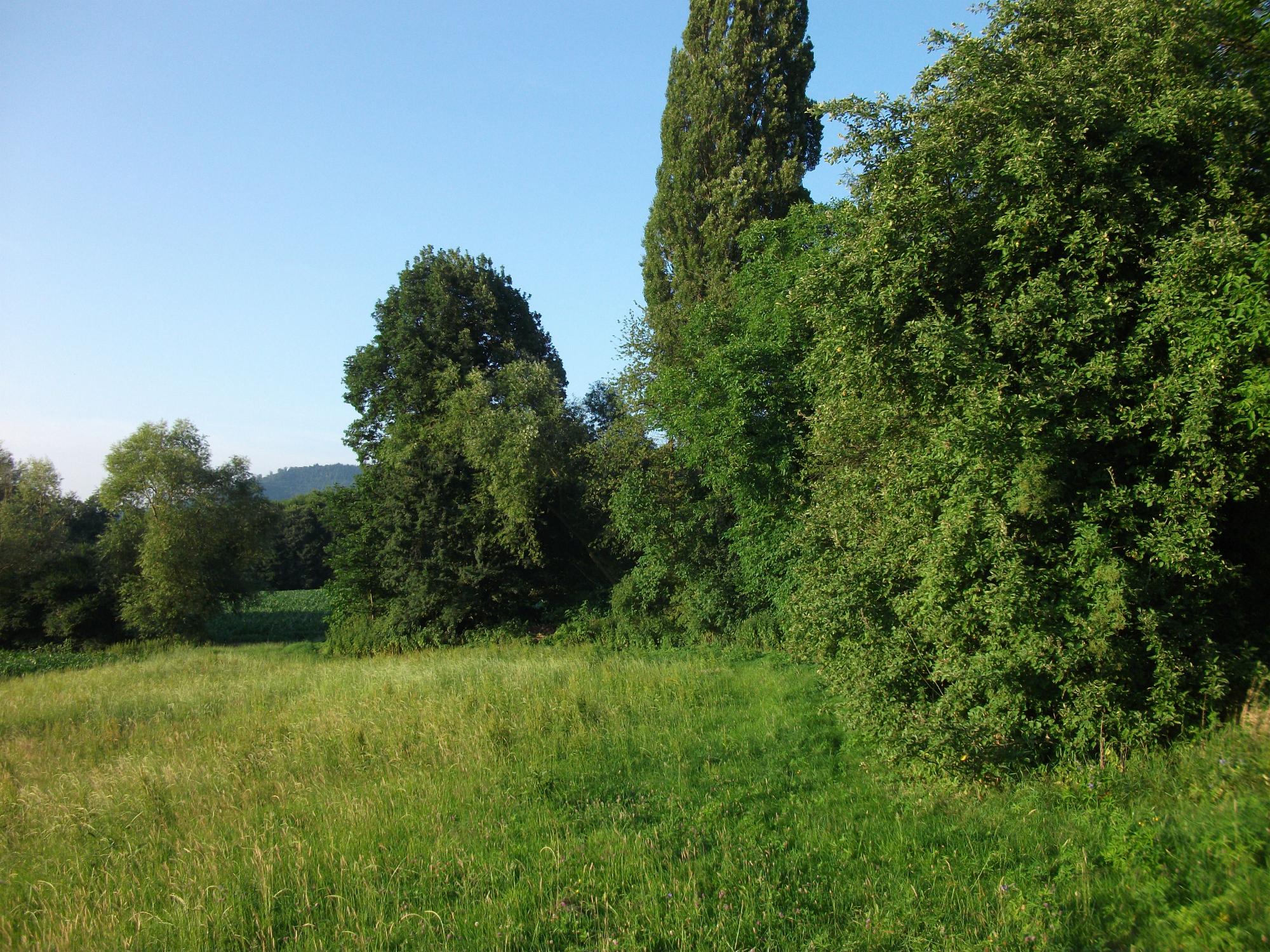 Bachbett Leimbach