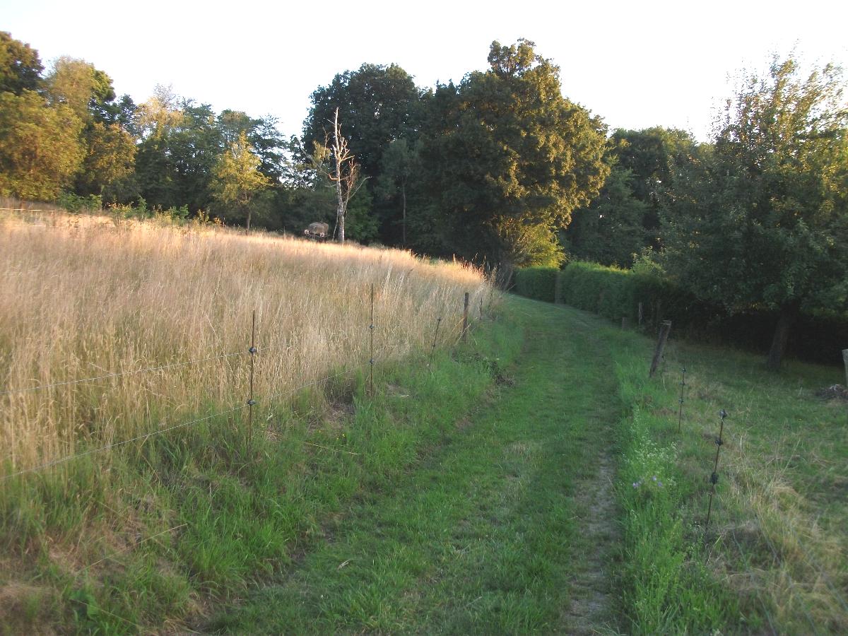 Hegweg und Rinderweide