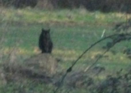 Katze im Heg