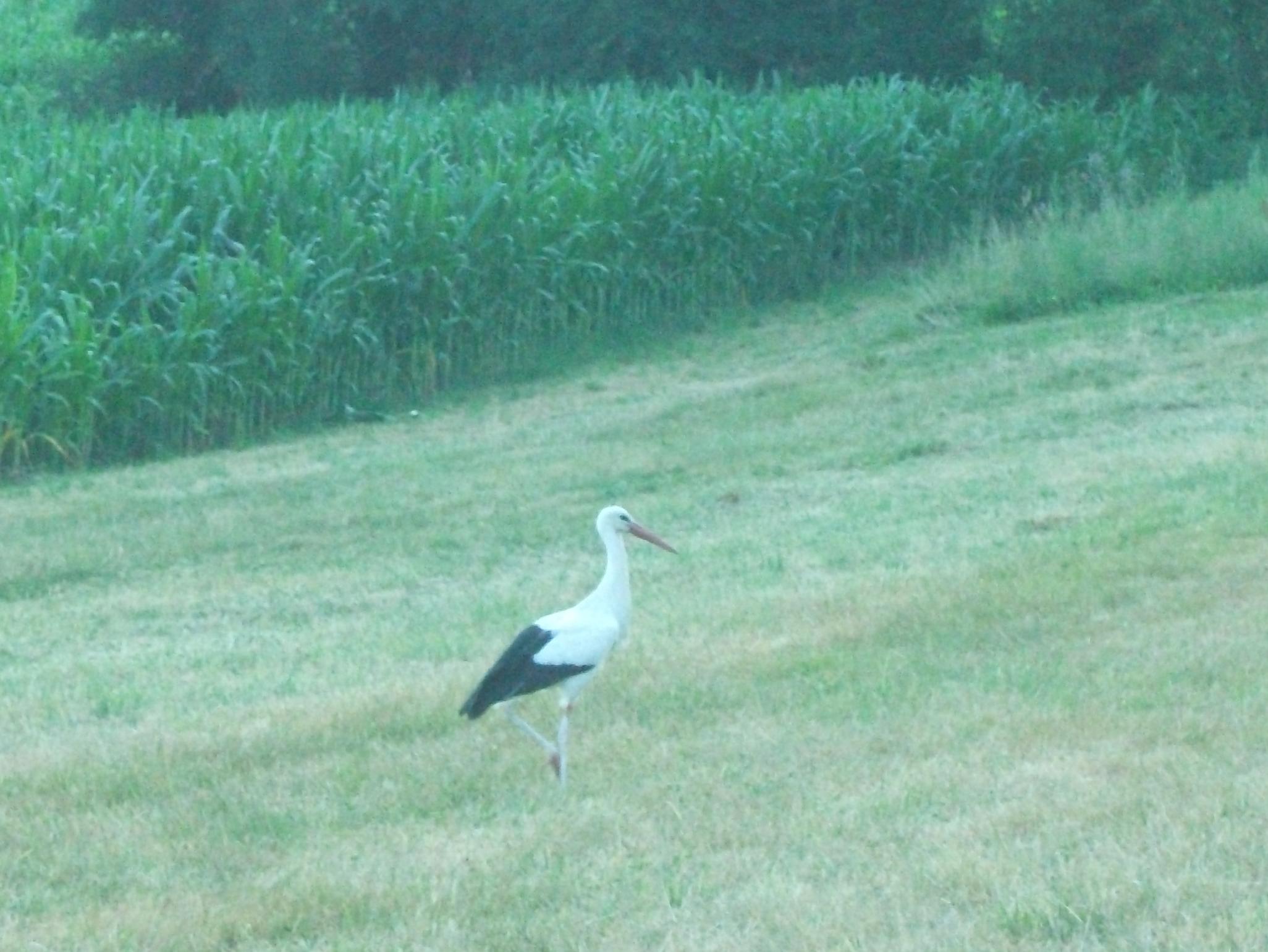 Storch
