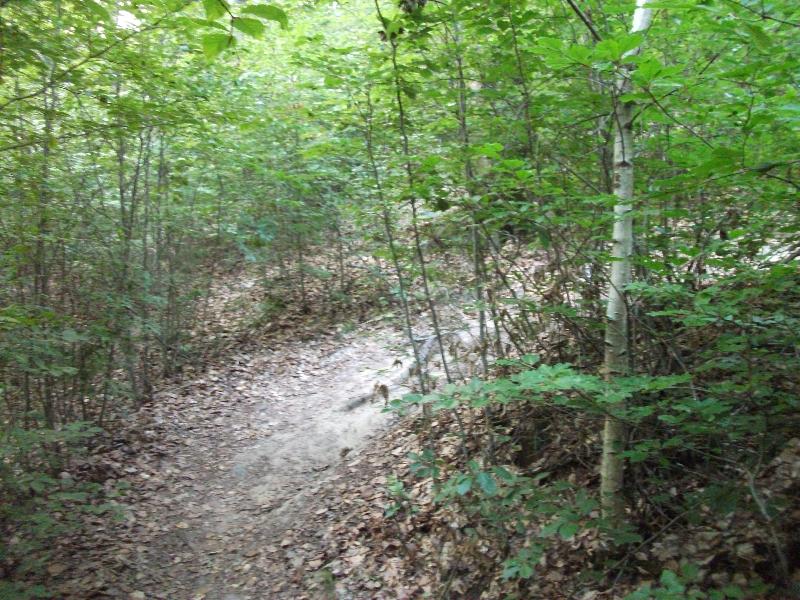 Burgruine Luetzelhardt