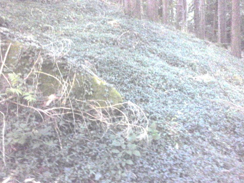 Burgruine Luetzelhardt