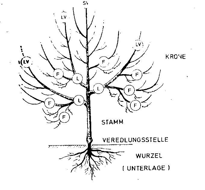 Dreiastkrone