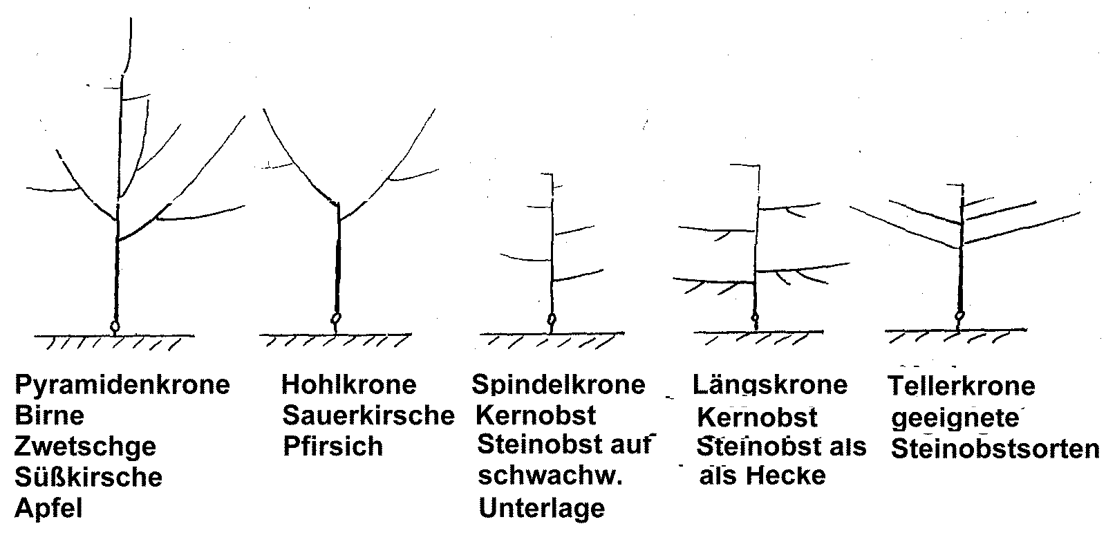 Kronenformen
