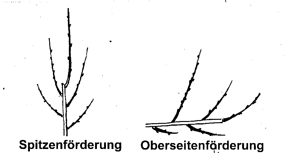 Triebbildung