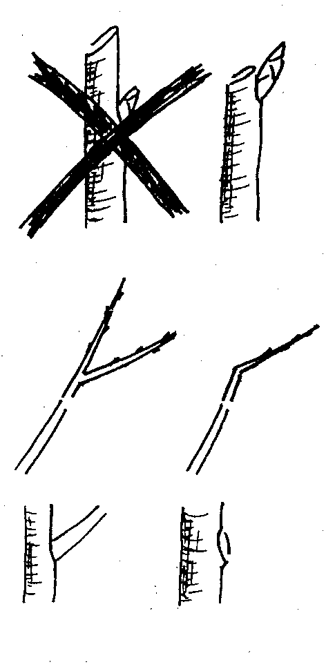 Triebbildung