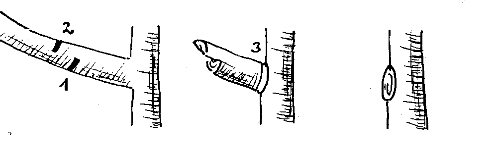 Triebbildung