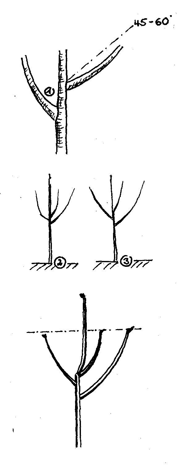 Triebbildung